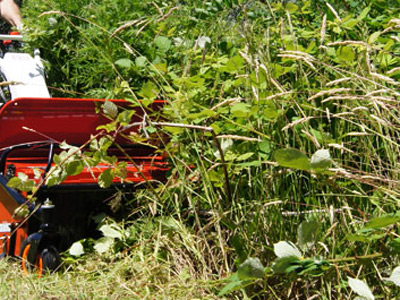 Brush Clearing, Springfield, PA