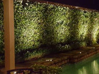 Landscape Lighting, Springfield, PA