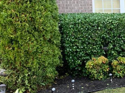 Tree Services, Springfield, PA