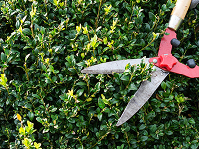 Tree Trimming and Pruning