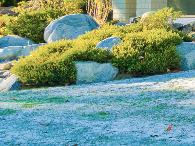 Winter Landscaping