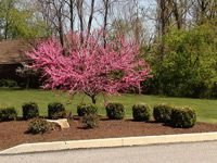 Landscape Design